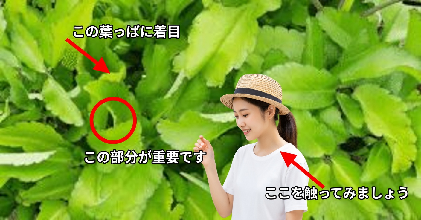 ホヤデラビダ：7つの効果と家庭療法での使い方