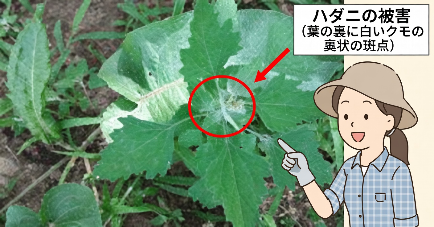 ラム肉の四分体:特性と薬効