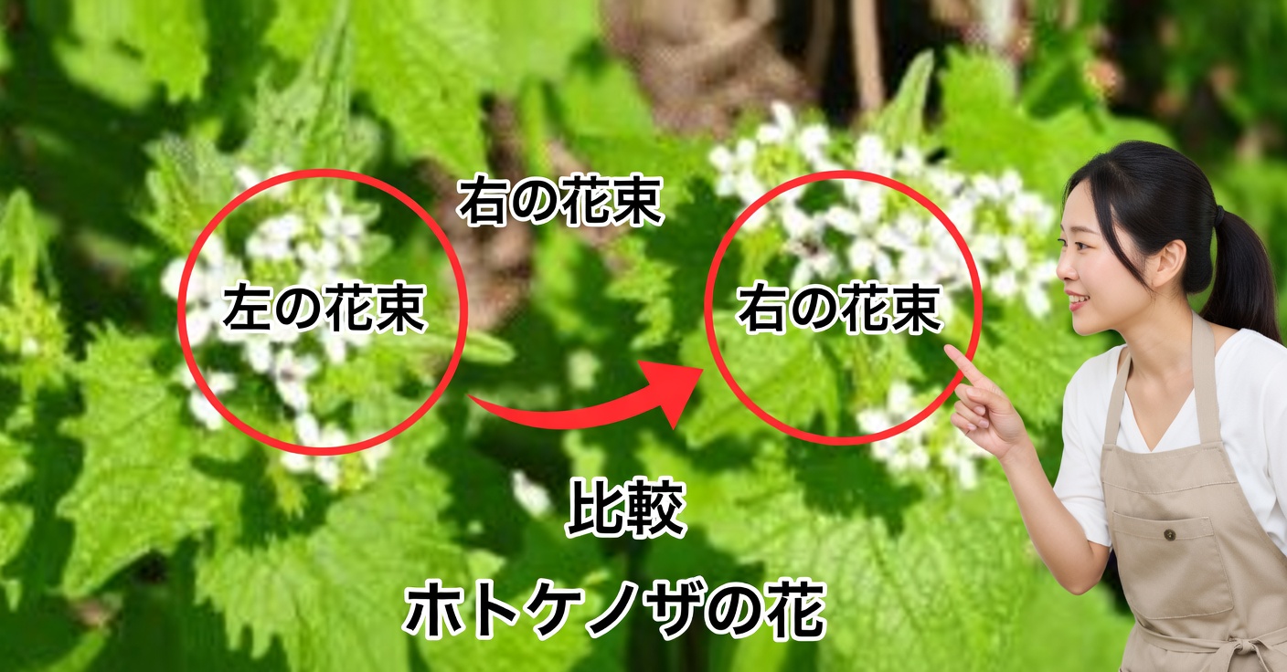 にんにくマスタードの効果と使い方