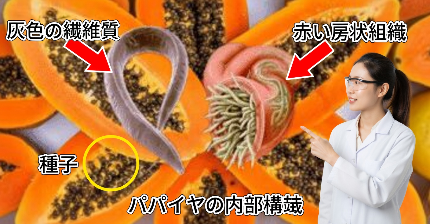 大腸に良いパパイヤ:効果と寄生虫の駆除方法