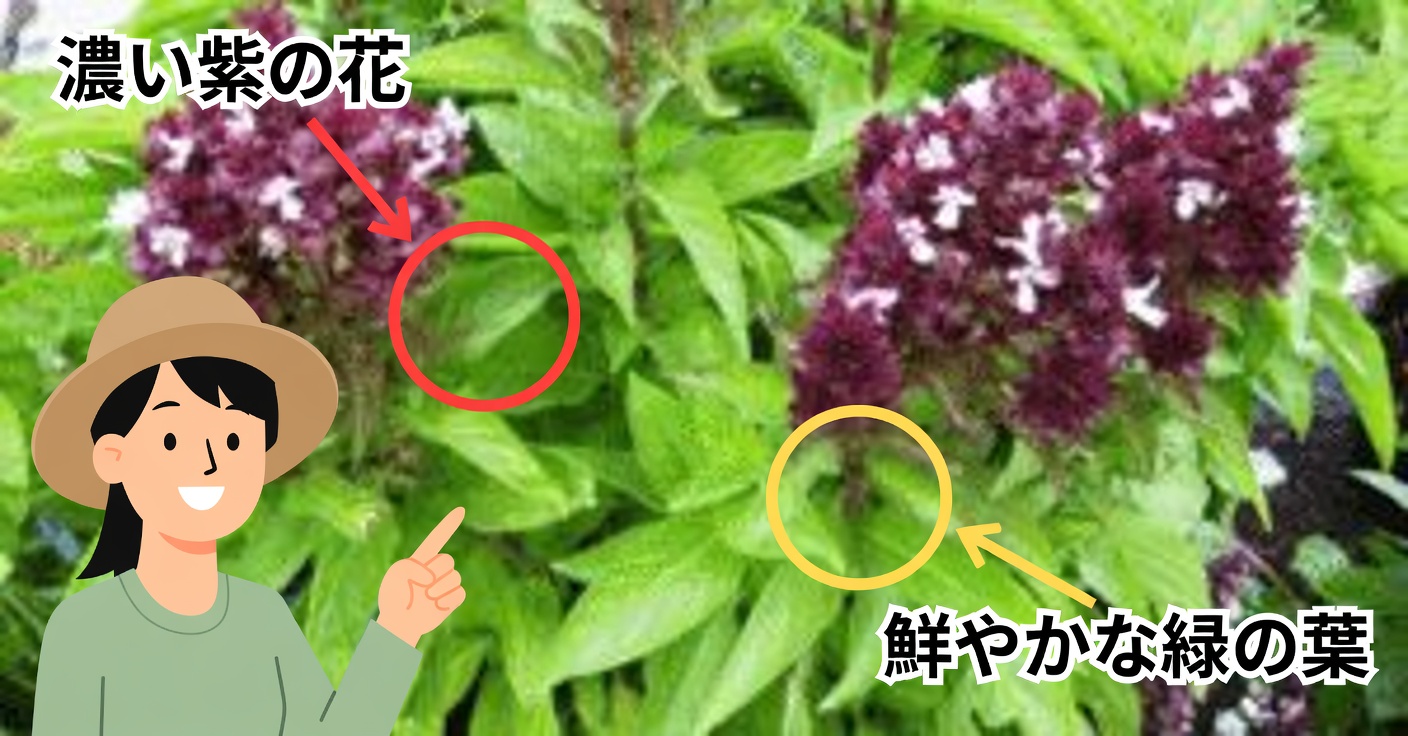 バジルの花：意外と知らない使い方と効能