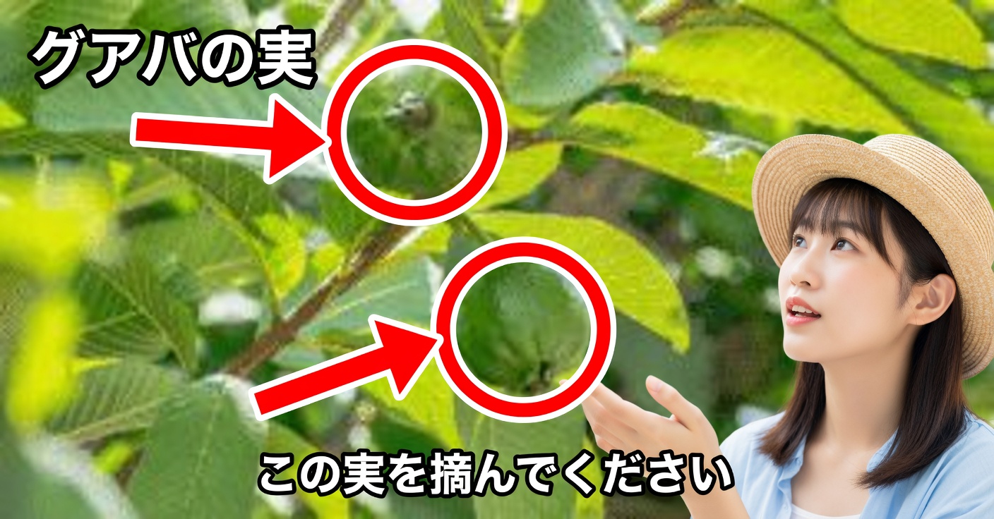 グアバの葉：健康に良い25の効能