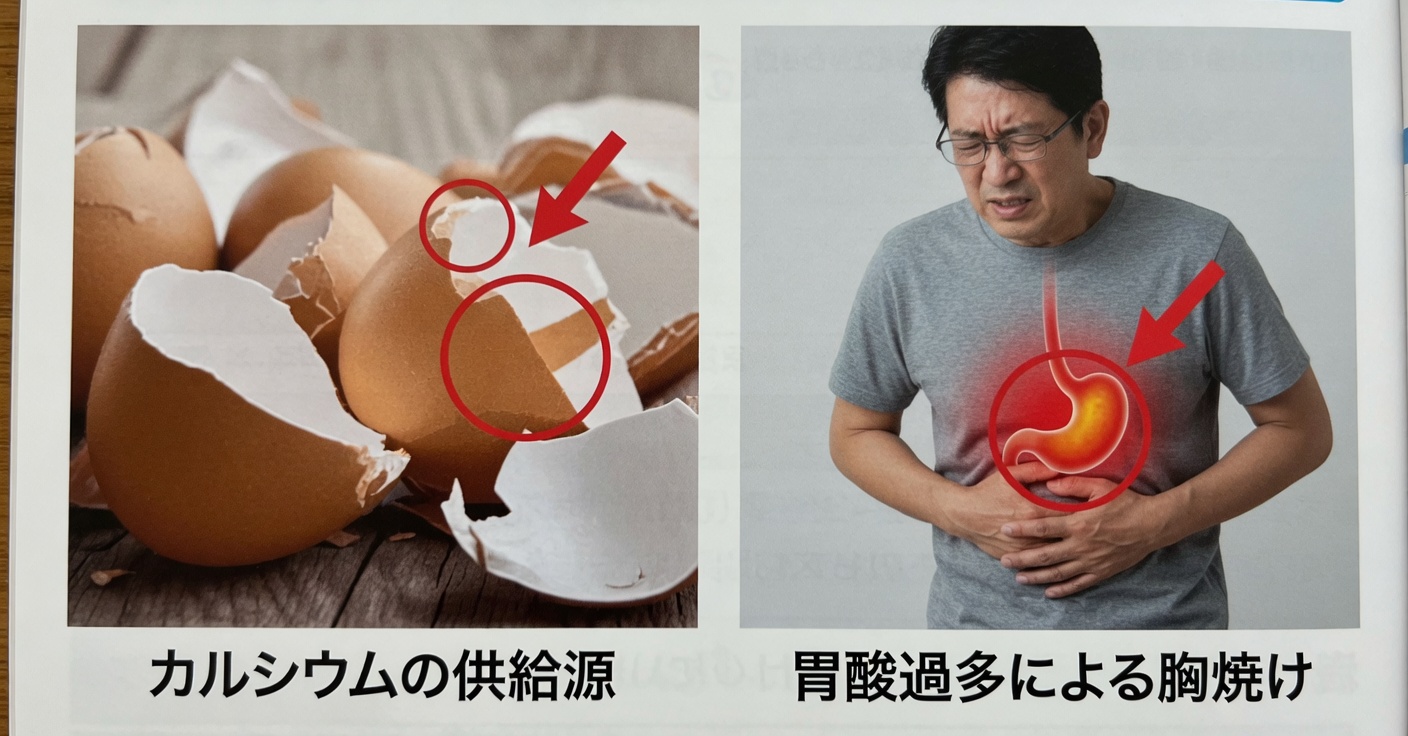 骨のための卵殻：骨の健康を強化する