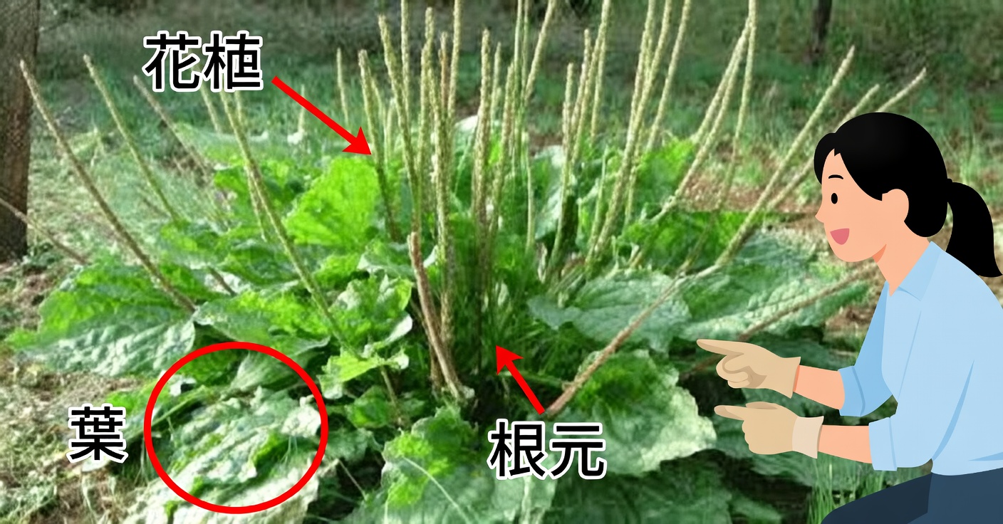 オオバコの健康効果