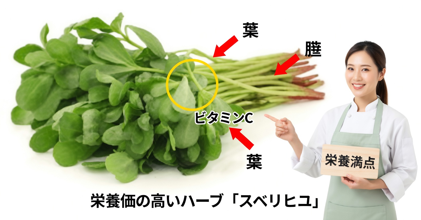 スベリヒユ（ヴェルドラガ）の効能・特性と健康的なレシピ