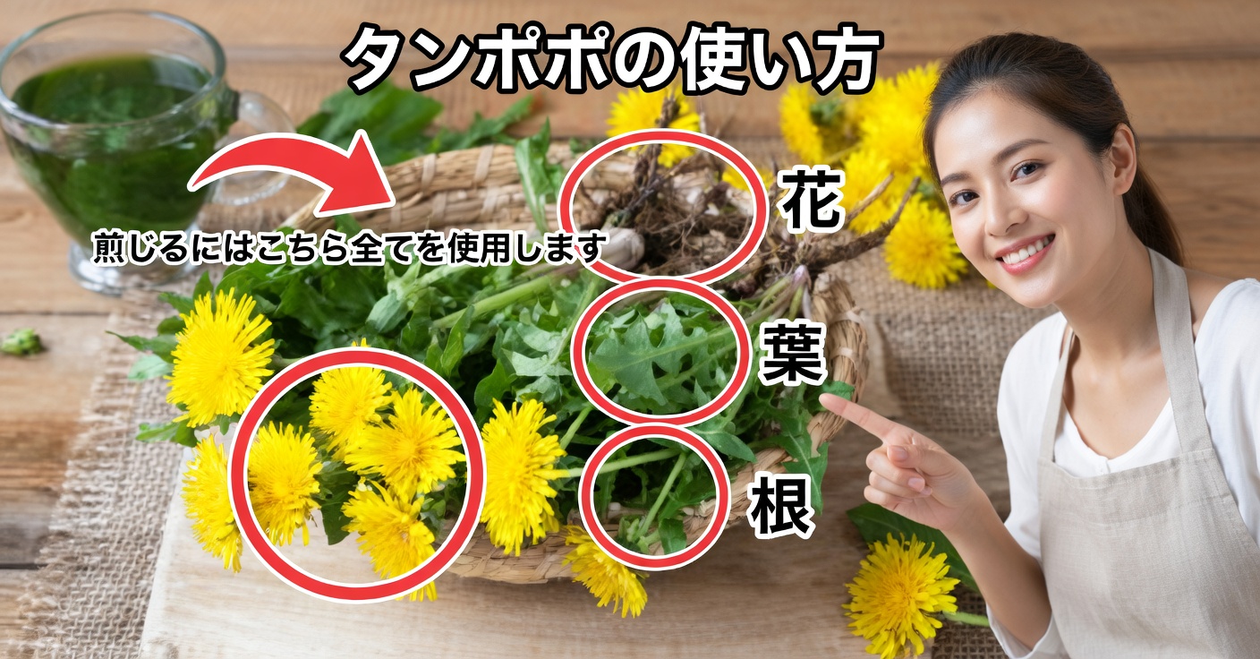 タンポポの根：効能と使い方