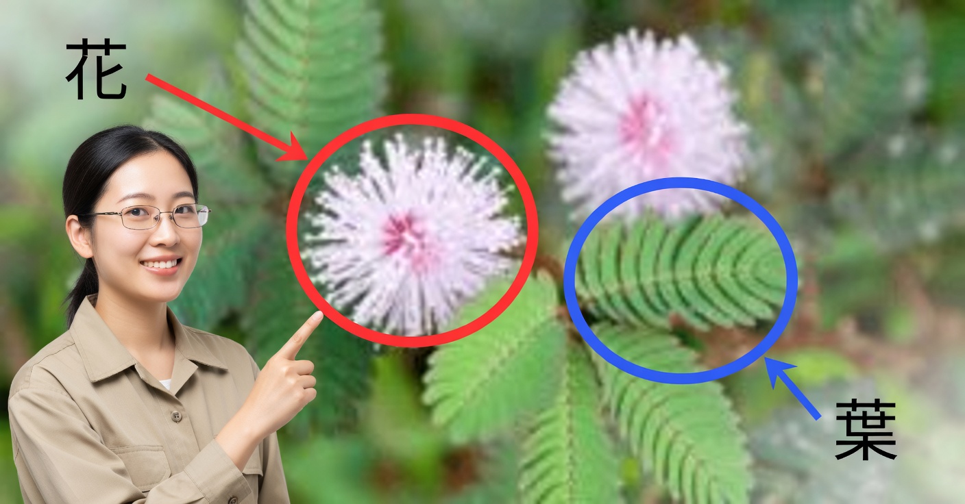 ミモザ・プディカ（オジギソウ）：敏感な植物の効能と薬用用途