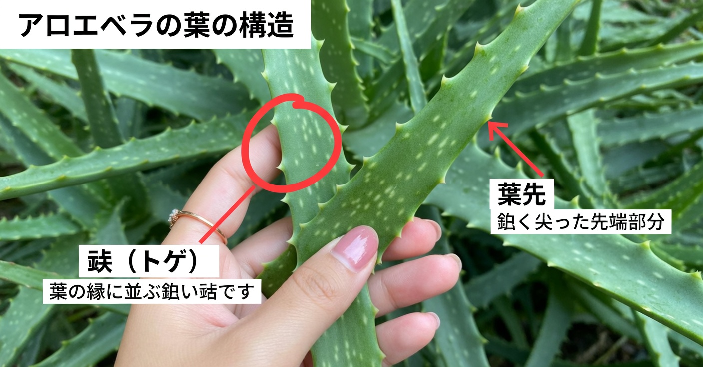 ちょっと待って!そのレモンウォーターの飲み方は大きな間違い:正しいレモンウォーターの作り方