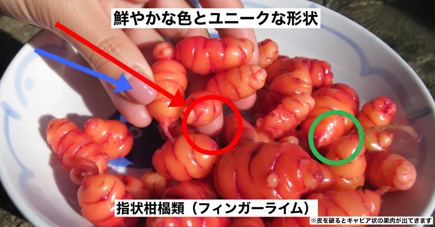 ひよこ豆と卵：肉を使わない高たんぱくな代替食