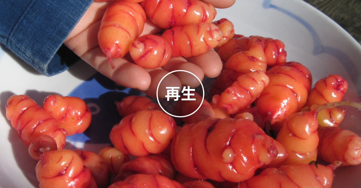 ひよこ豆と卵：肉を使わない高たんぱくな代替食