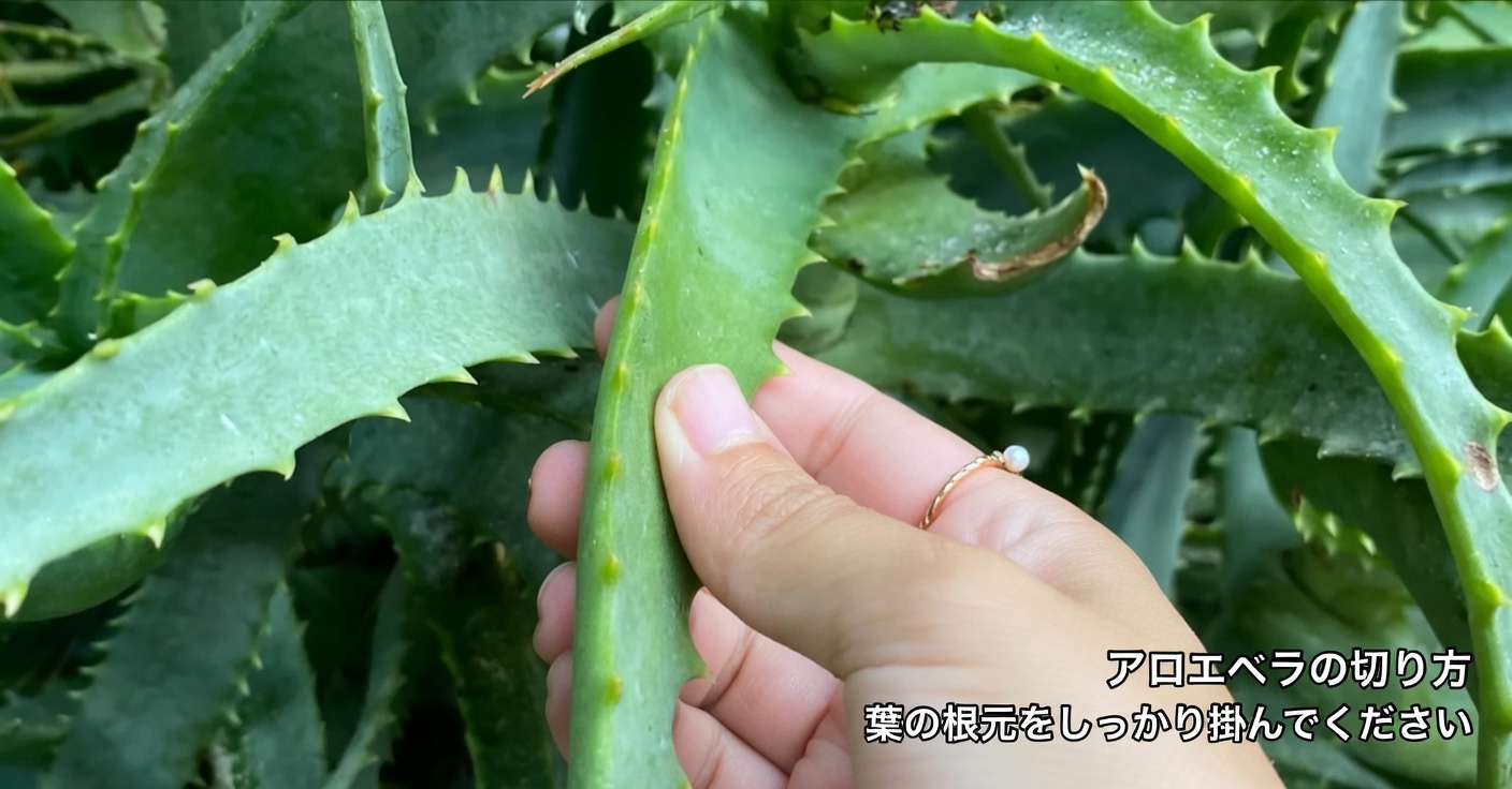 ひよこ豆と卵：肉を使わない高たんぱくな代替食