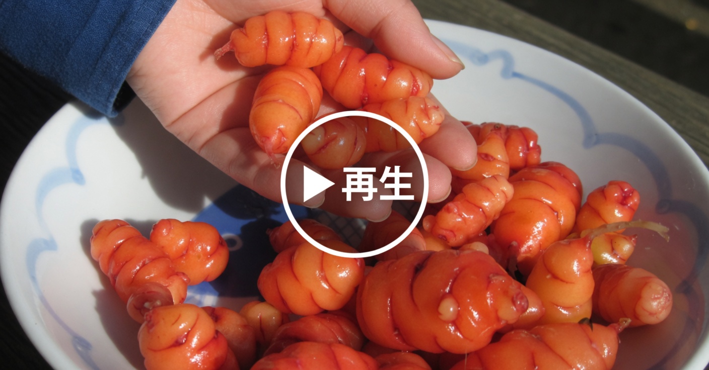 ハイビスカスティーの自然な減量効果を発見しよう