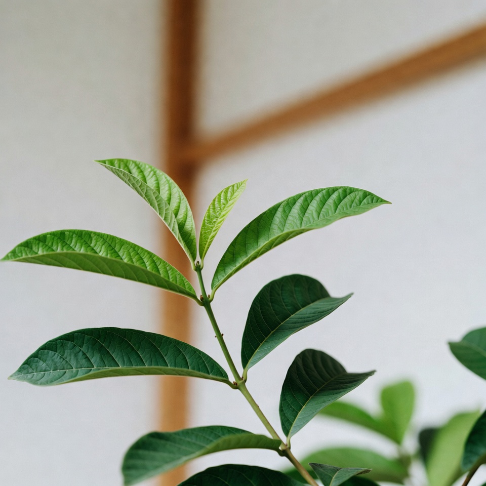 グアバの葉の信じられないほどの25の効能