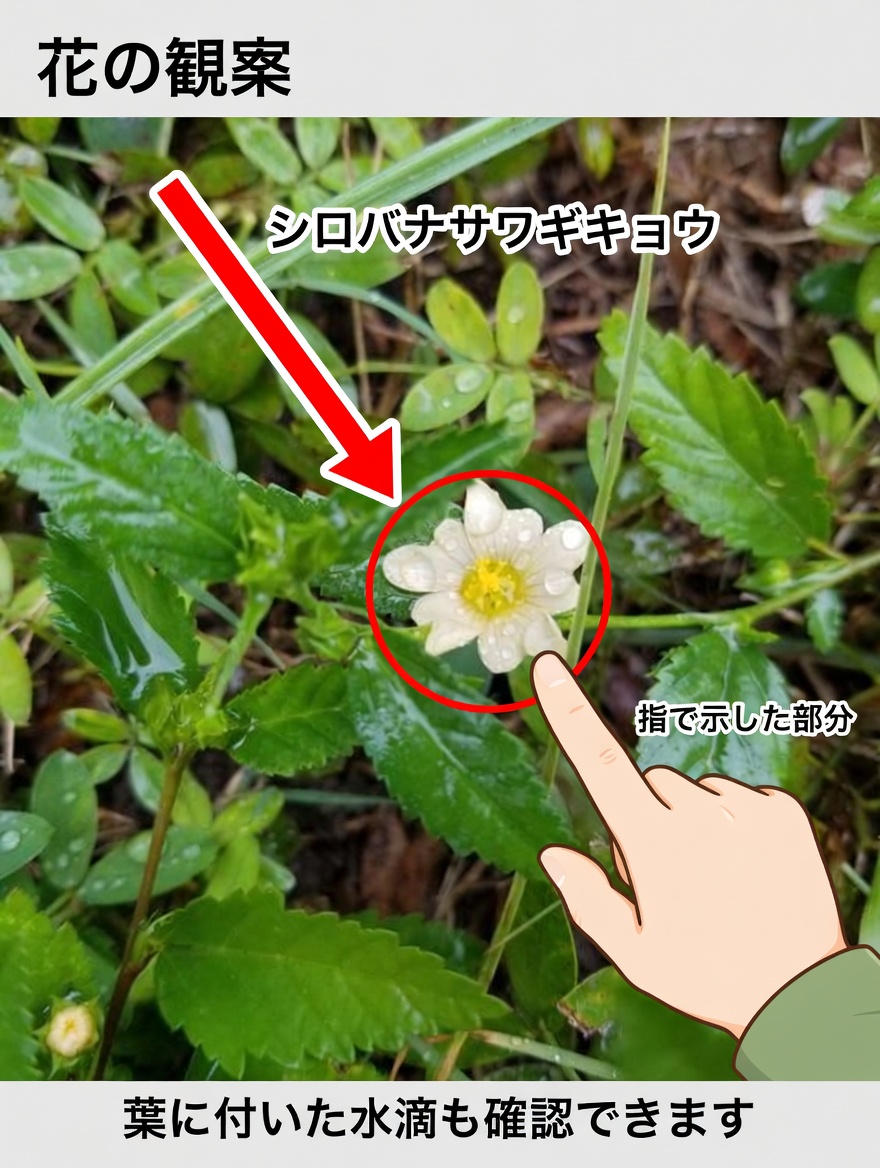 シダ・アクータに秘められた6つ以上の健康効果：強力な治癒力を持つ天然の治療薬