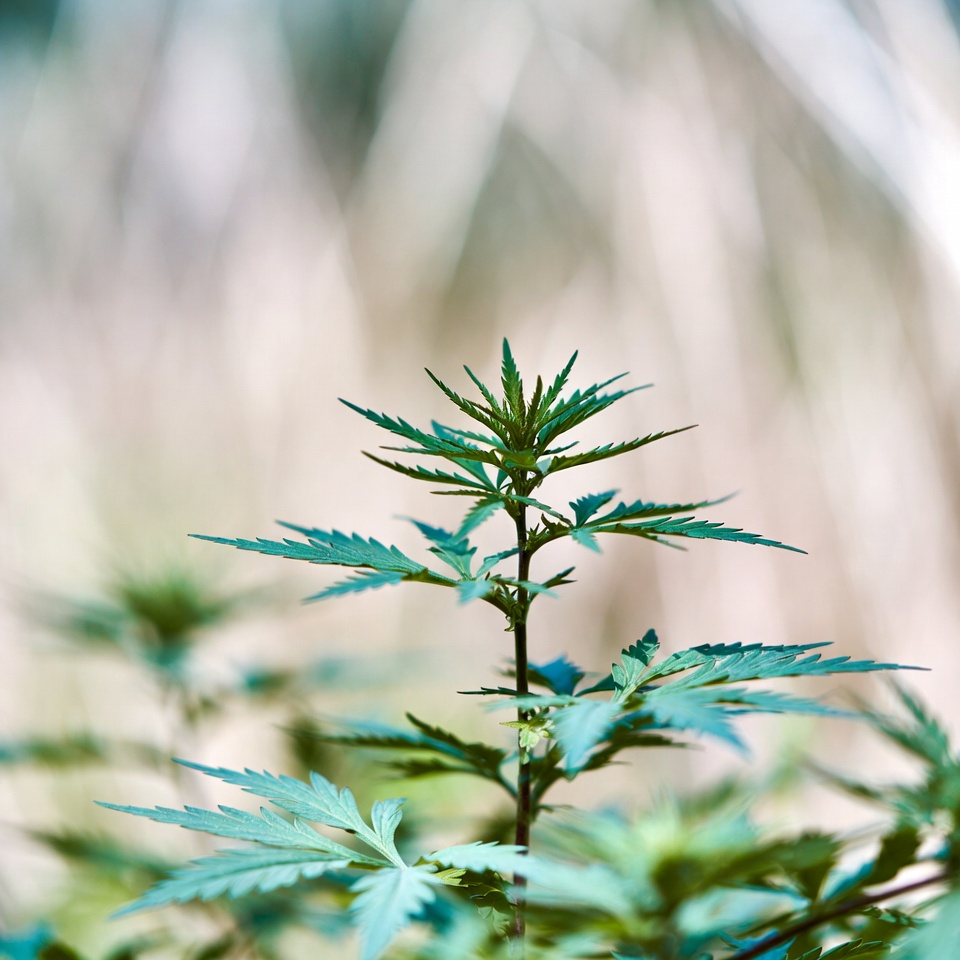 ヨモギは睡眠の質を高めてくれる？この古代ハーブの鎮静パワーを解き明かそう