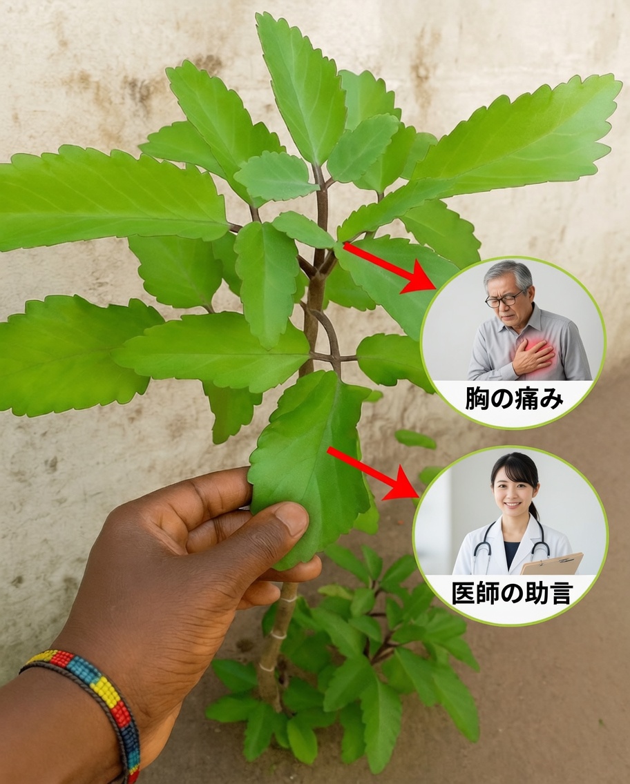 なぜ何世代にもわたり人々は「生命の植物」を信頼し、その驚くべき健康効果に頼ってきたのか