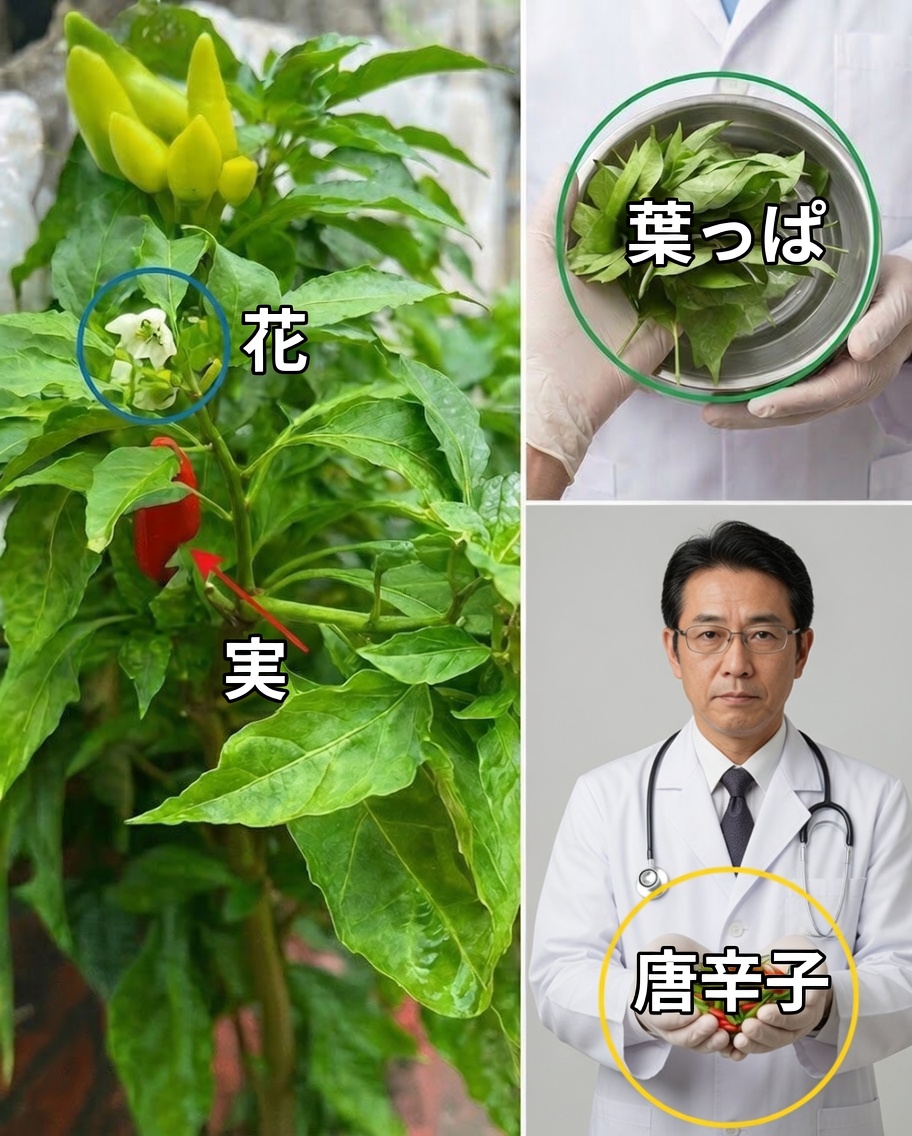 ピーマンの葉の驚くべき活用法を発見しよう