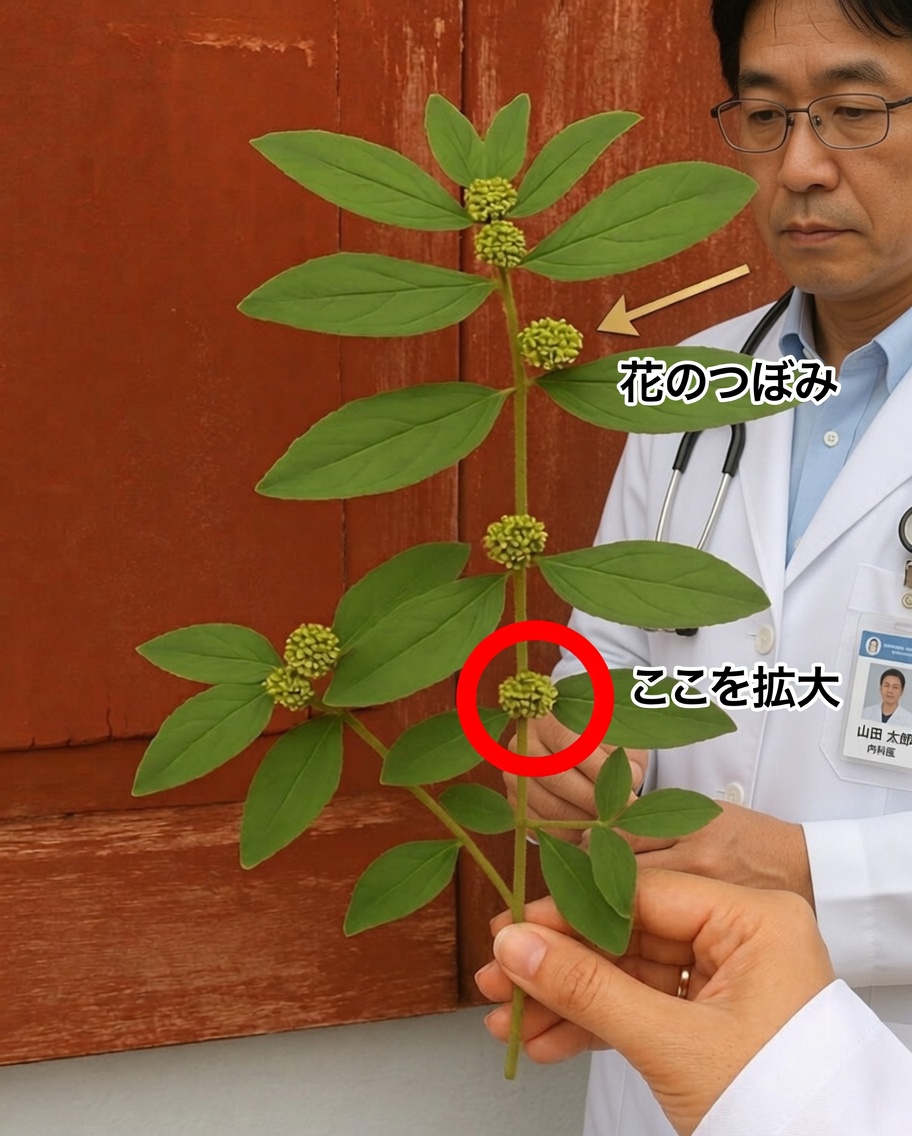 ユーフォルビア・ヒルタ：健康に大きな力を秘めた小さな植物