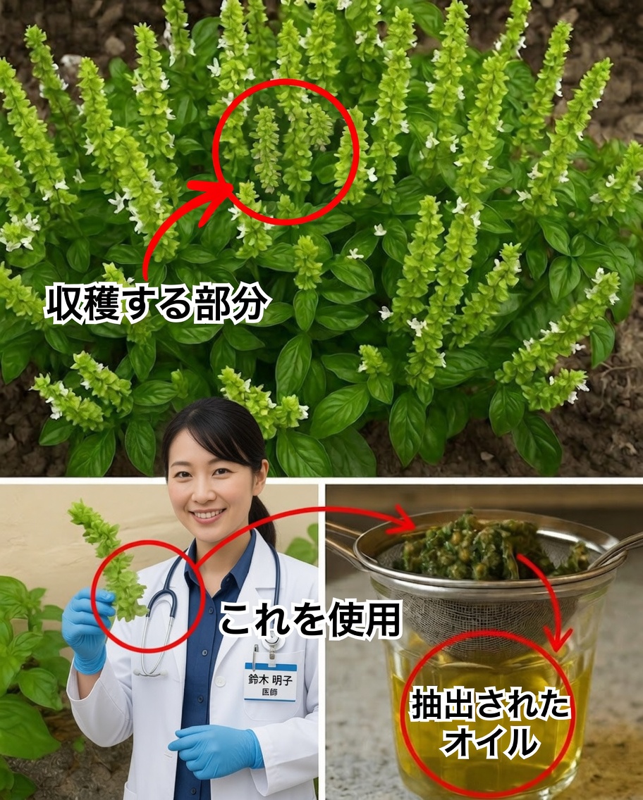 バジルの花が、あなたが知るべき隠れた天然の治療薬である理由